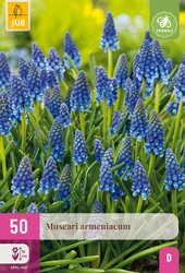 Muscari armeniacum 50st - afbeelding 1