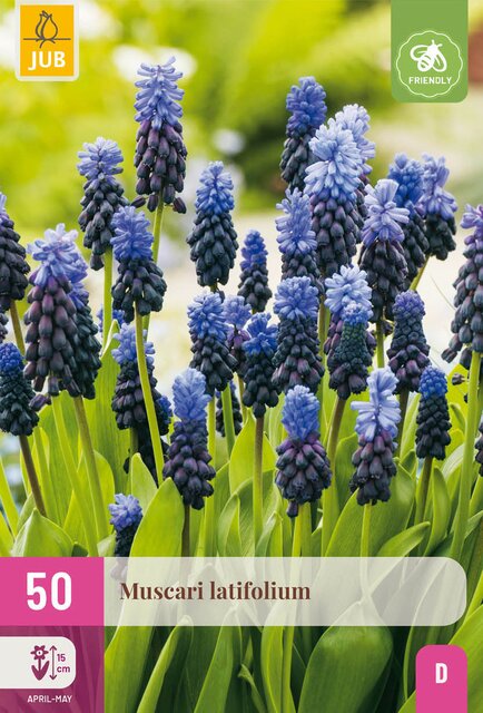 Muscari latifolium 50st - afbeelding 1