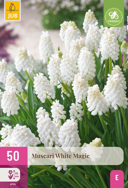 Muscari white magic 50st - afbeelding 1