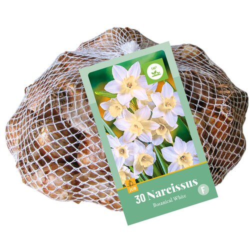 Narcissen botanisch wit 30st - afbeelding 1
