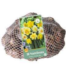 Narcissen dubbel mix 30st - afbeelding 2