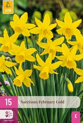 Narcissen february gold 15st - afbeelding 1