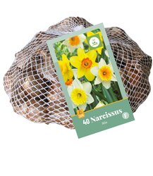 Narcissen grootkronig mix 40st - afbeelding 1