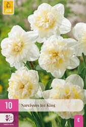 Narcissen ice king 10st - afbeelding 2