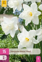 Narcissen mount hood 15st - afbeelding 2