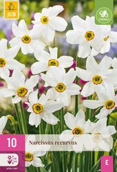 Narcissen recurvus 10st - afbeelding 2