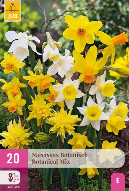Narcissus botanisch mix 20st - afbeelding 1