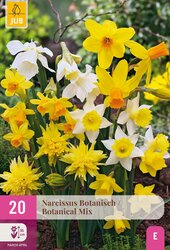 Narcissus botanisch mix 20st - afbeelding 2