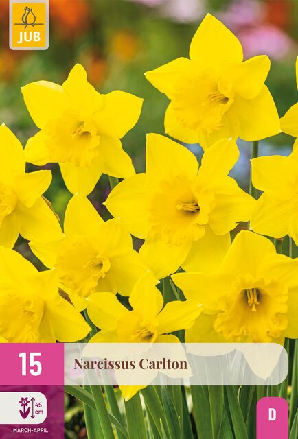 Narcissus carlton 15st - afbeelding 1