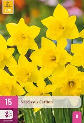 Narcissus carlton 15st - afbeelding 2