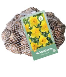 Narcissus geel 40st - afbeelding 1