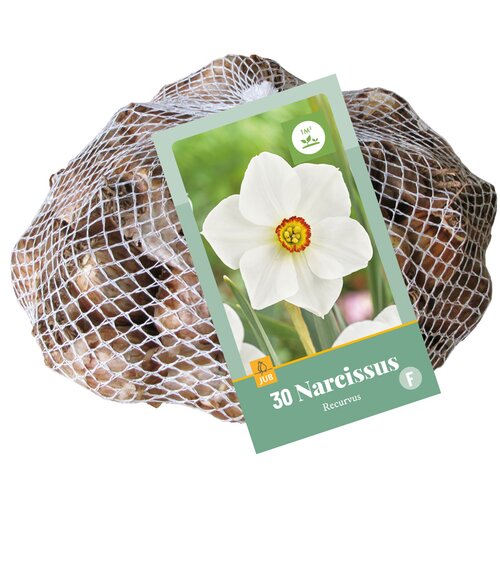 Narcissus recurvus 30st - afbeelding 1