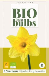 Narcissus rijnvelds early sens. 5st - afbeelding 2