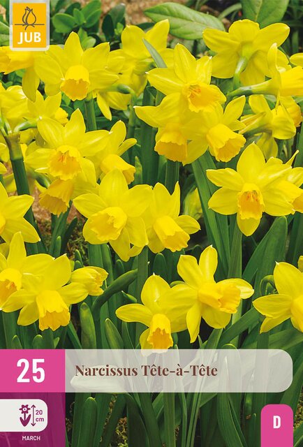 Narcissus tete-a-tete 25st - afbeelding 1