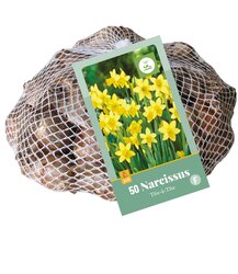 Narcissus tete-a-tete 50st - afbeelding 2