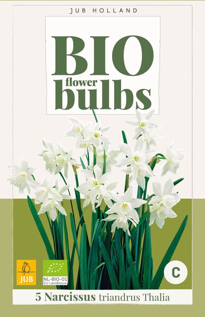 Narcissus triandrus thalia 5st - afbeelding 1