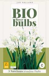 Narcissus triandrus thalia 5st - afbeelding 1