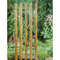 Nature Bamboe Decora Naturel H270cm - Ø 40-50mm - afbeelding 3