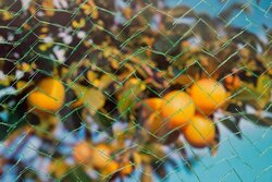 Nature beschermnet B10 x L4m groen - afbeelding 4