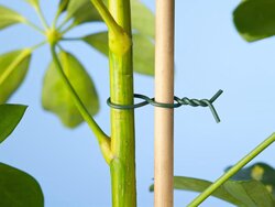 Nature bind- metaaldraad geplastificeerd groen - Ø1,2mm x 50m - afbeelding 2