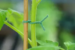 Nature bindtouw Jute groen ijzeren kern 5m - afbeelding 2