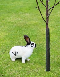 Nature Boombeschermers H55cm x Ø6cm 4 stuks - afbeelding 2