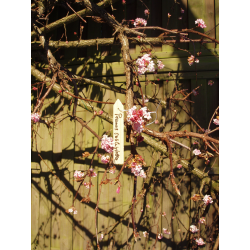 Nature Houten Plantenetiketten gekleurd H10cm - 15 stuks - afbeelding 3