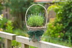 Nature juteband H10cmx25m groen - afbeelding 5