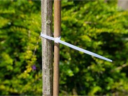 Nature Kabelbinders nylon transparant 15cm - 25 stuks - afbeelding 2