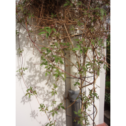 Nature klimrek voor regenpijp metaal geplast. groen - H145 x 18cm - afbeelding 2