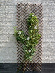 Nature klimrek wilgenhout - 30 x 180 cm - afbeelding 3