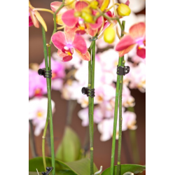 Nature orchidee clips zwart 10 stuks - afbeelding 2