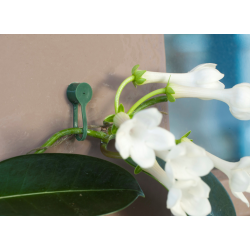 Nature plantenklem met klikverbinding groen - 15 stuks - afbeelding 3