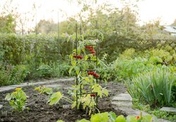 Nature plantensteun Driehoek groen - h150cm - Ø11mm - afbeelding 4