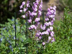Nature Plantenstok H090cm geplastificeerd metaal groen - Ø 8mm - afbeelding 3