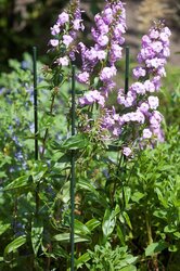 Nature Plantenstok H180cm geplastificeerd metaal groen - Ø 16mm - afbeelding 3