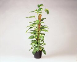 Nature Plantenstok Kokos - H120cm - Ø42mm - afbeelding 3