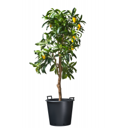 Nature ritzi plantcontainer (Pot) Met Handgrepen Zwart 110L H49 x Ø65cm - afbeelding 3