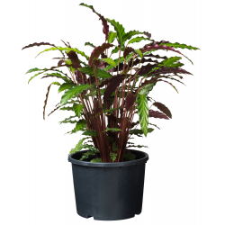 Nature ritzi plantcontainer (Pot) Zwart 12L H24 x Ø30cm - afbeelding 3