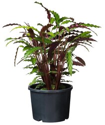 Nature ritzi plantcontainer (Pot) Zwart 15L H26 x Ø32cm - afbeelding 3