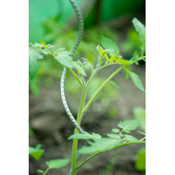 Nature Tomatensteun verzinkt - H150cm - Ø 6,8mm - afbeelding 2