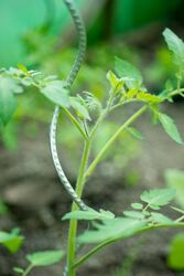 Nature Tomatensteun verzinkt met gat - h180cm - Ø 6,8mm - afbeelding 2