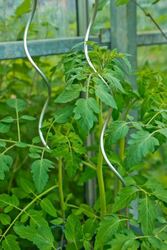 Nature Tomatensteun verzinkt met gat - h180cm - Ø 6,8mm - afbeelding 3
