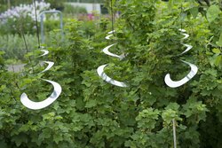 Nature vogelschikspiraal 3st. - afbeelding 3