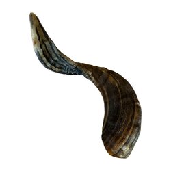 Natuurlijke snack Ramshoorn