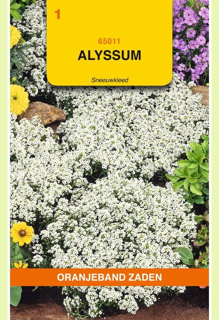 OBZ Alyssum Sneeuwkleed - afbeelding 1