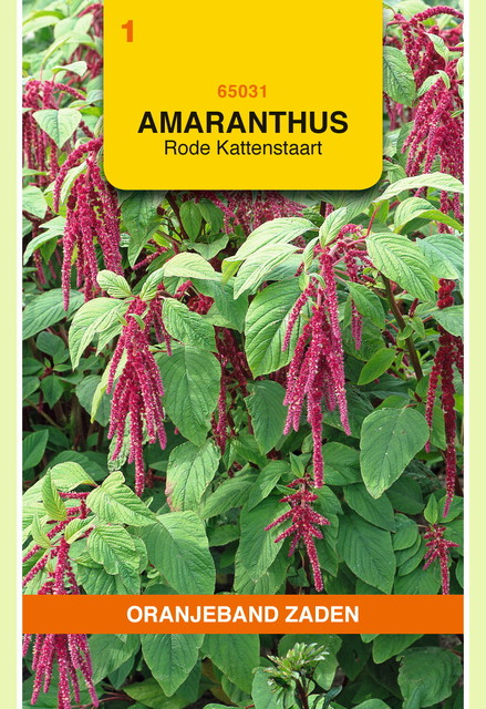 OBZ Amaranthus, Kattenstaart rood - afbeelding 1