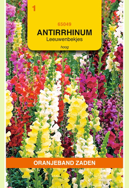 OBZ Antirrhinum, Leeuwenbekje, hoog gemengd - afbeelding 1