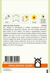OBZ Asperula, Blauwe Bedstro Blue Surprise - afbeelding 2