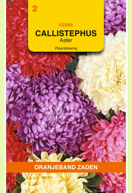 OBZ Callistephus, Aster Pioenbloemig gemengd - afbeelding 1